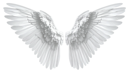 Large pair of fully extended, white, feathered wings with detailed textures, on black background