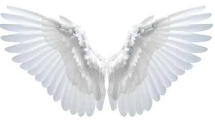Large pair of open, pristine white bird wings, possibly angelic, against a solid black background