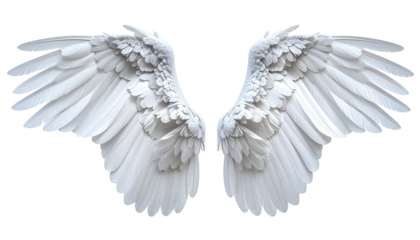 Large pair of open, pristine white bird wings on a stark black background