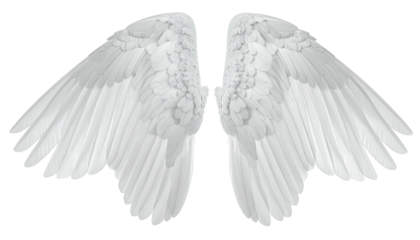 Large, pristine white wings, perfectly symmetrical, with a slightly textured and feathery design