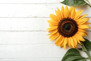 Yellow sunflower is on a white background