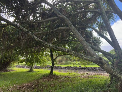 Giant banyan tree trunk and roots in tropical rainforest