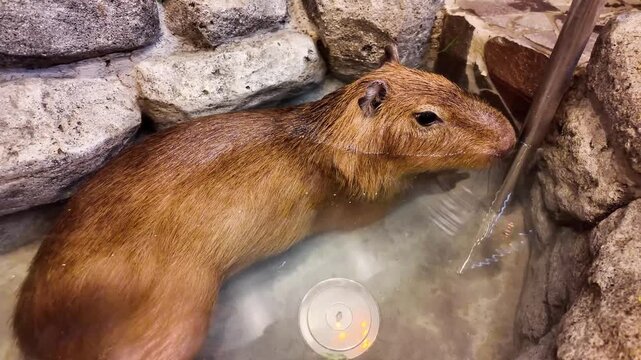 Capybara Relaxing at Japanese Animal Cafe Enclosure
