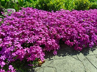 Pink subulate phlox grows in the garden, beautiful garden design.