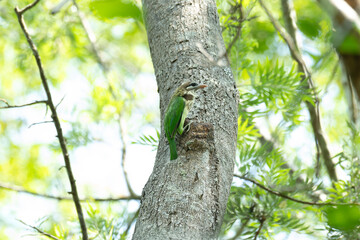 Fototapeta premium A vibrant green White checked Barbet perched on a tree branch . It is surrounded by tree branches and leaves , against a natural background.