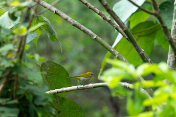 Fototapeta premium A vibrant Indian white eye sits calmly on a tree branch. the background consist of soft, dappled green leaves and branches, creating naturalistic and serene wildlife scene.