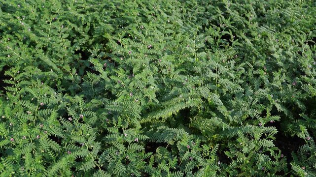 chickpea plants at agriculture field 