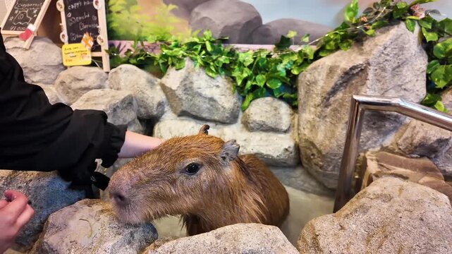Capybara Relaxing at Japanese Animal Cafe Enclosure