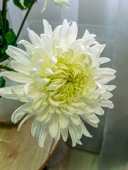 white aster Chrysantella, close-up