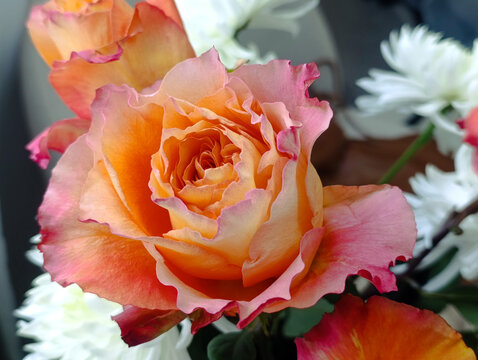 Close-up of an orange hybrid tea rose