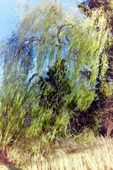 Tree and reeds by a canal