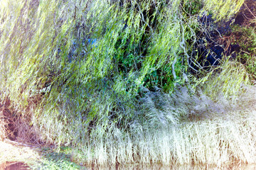 Tree and reeds by a canal
