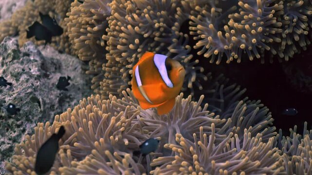 The Red Sea Anemonefish (Amphiprion bicinctus), also known as the Two-banded Anemonefish, which is endemic to the Red Sea. The fish is clearly identified by its yellow-orange body and two white vertic