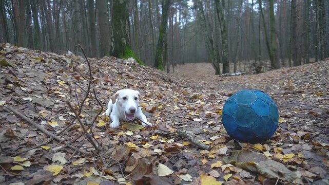 A Jack Russell puppy is a white dog on fallen leaves next to a blue ball. Autumn forest, low angle, soft daylight.