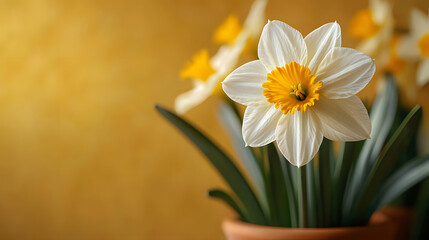 Bright daffodil blooms in a brown pot against a yellow background in a home setting during daytime