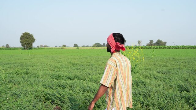 happy indian farmer at chickpea agriculture field 
