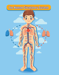 The Human Circulatory System