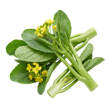 Fresh flowering bok choy with tender green stems, broad leaves, and yellow blossoms, covered in water droplets, showcasing natural freshness, nutrition, and Asian vegetable produce.

