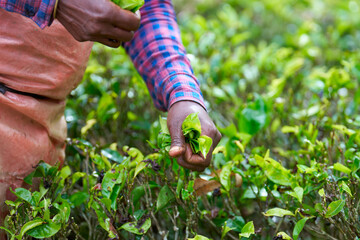 Manual tea harvesting on Sri Lankan plantation. Harvester's hands holding freshly picked bunch of young tea leaves.
