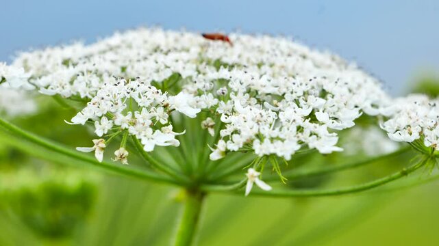 Heracleum flowers blooming in summer field, showing delicate white umbels