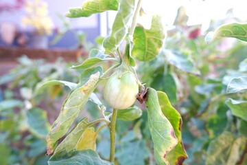 Obraz premium Green eggplant hanging from a branch.