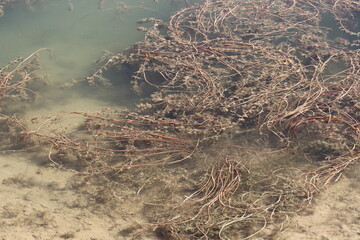Dense Mats of Brown and Reddish Milfoil Stems Floating on Lake Surface