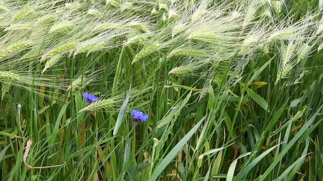 Green wheat field with ears of cereal plants and blue cornflower flowers.  Natural agricultural landscape representing organic farming, biodiversity,  sustainable food production, and rural nature.
