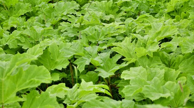 Heracleum plants filling a field, displaying lush green leaves and natural growth