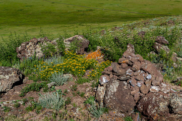 Gr&auml;ser, B&uuml;sche und Kr&auml;uter in der Steppe der Ostmongolei mit einem zur Orientierung und f&uuml;r religi&ouml;se Zwecke aufget&uuml;rmen Steinhaufen (Ovoo)