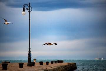 Obraz premium molo audace con gabbiani nella bora