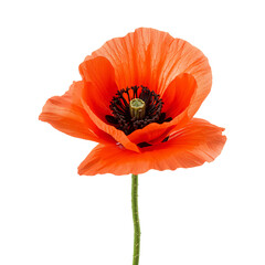 Bright Red Poppy Flower With Green Center and Delicate Petals Standing Upright