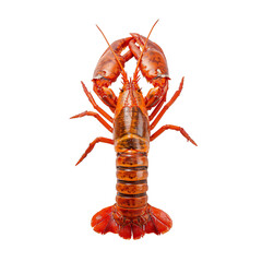 Lobster Displayed on White Background With Claws Raised and Body Intact During Seafood Preparation