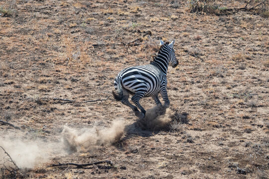 Zebra running