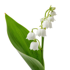 Lily of the Valley Blossoms in Close up Against a Plain Background in Spring