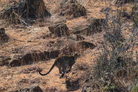 Leopard running