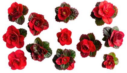 Overhead shot of numerous, vibrant red flowers with lush, dark green foliage against black background