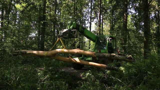 Beech Forestry