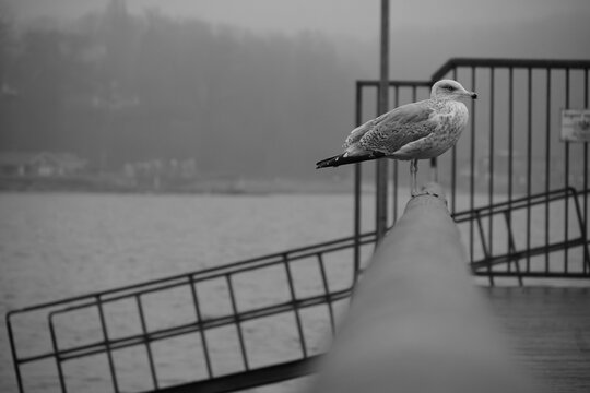 Black and white photograph of a seagull perched on a metal railing at the harbor in Eckernf&ouml;rde, Germany. 
