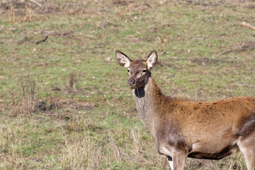 Fototapeta premium Deer stands in grass field during daylight in natural environment