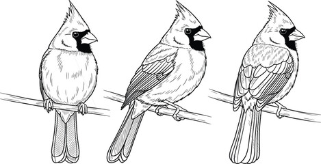Detailed northern cardinal line art illustration, three views of perched songbird, black and white wildlife sketch for editorial, educational, natural history design © Ideasy Mind