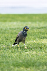 Common myna bird with yellow beak walking on green lawn. Wildlife animal in nature. Outdoor scene for avian and garden concepts.