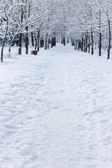 Obraz premium Snow covered trees in city park. Amazing winter landscape. Footpath in snowy frozen forest. Snowfall and empty path in beautiful downtown park. Cold winter morning in nature. Frosty morning in January