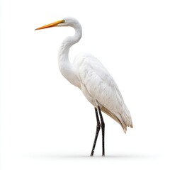 Obraz premium Elegant White Egret Bird Standing Tall Against a Clean White Background