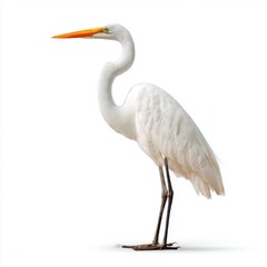 Fototapeta premium Elegant White Egret Standing Still Against a Clean White Background Detailed Feathers