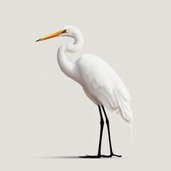Elegant White Great Egret Standing Gracefully Against A Soft Neutral Background