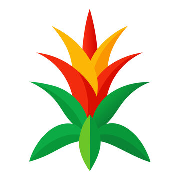 guzmania colorful on white background 