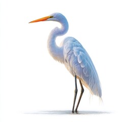 Fototapeta premium Great Egret Bird Standing White Background Soft Light Orange Beak Detailed Feathers