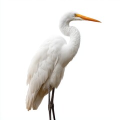 Fototapeta premium Great Egret Standing Against White Background Elegant Bird With Long Neck and Orange Beak