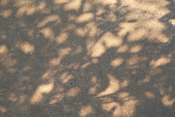 Abstract gray silhouette of tree branch. Sand gravel floor background. Transparent blur shade of tropical leaves sunlight. Closeup. Plant shadow motion by wind. Natural light bokeh. Overlay effect 4K
