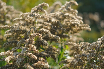 Abstract warm landscape of dry wildflower and grass meadow on warm golden hour sunset or sunrise time. Tranquil autumn fall nature field background. Soft golden hour sunlight panoramic countryside